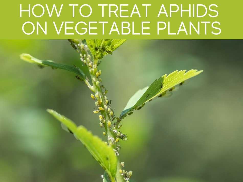 How To Treat Aphids On Vegetable Plants