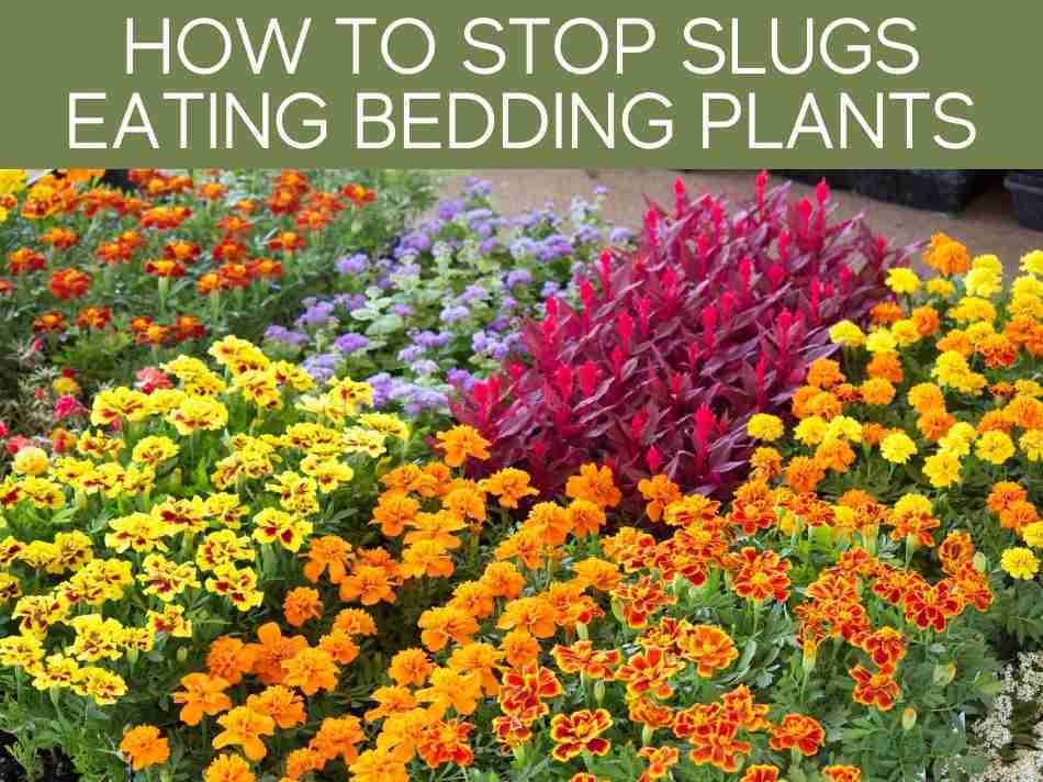 How To Stop Slugs Eating Bedding Plants