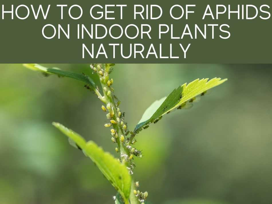 How To Get Rid Of Aphids On Indoor Plants Naturally