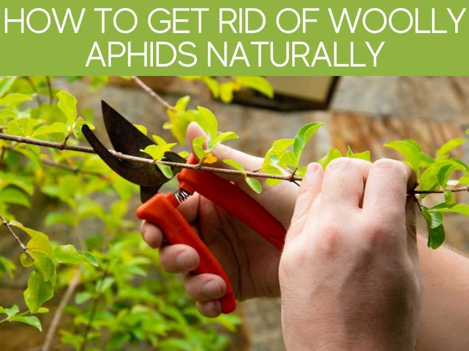 How To Get Rid Of Woolly Aphids Naturally