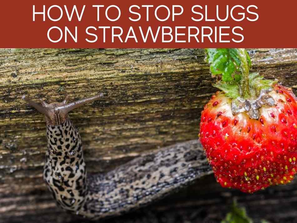 How To Stop Slugs On Strawberries