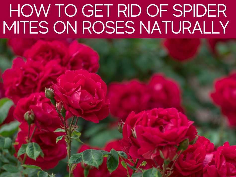 How To Get Rid Of Spider Mites On Roses Naturally