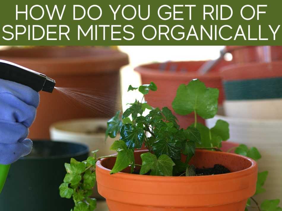 How Do You Get Rid Of Spider Mites Organically