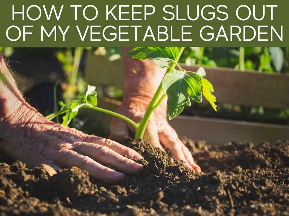How To Keep Slugs Out Of My Vegetable Garden