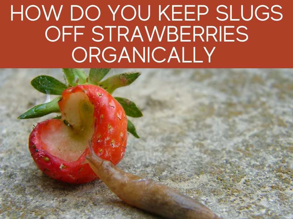 How Do You Keep Slugs Off Strawberries Organically