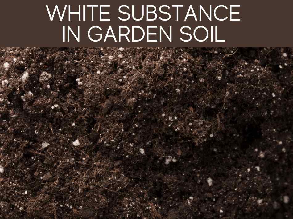 White Substance In Garden Soil