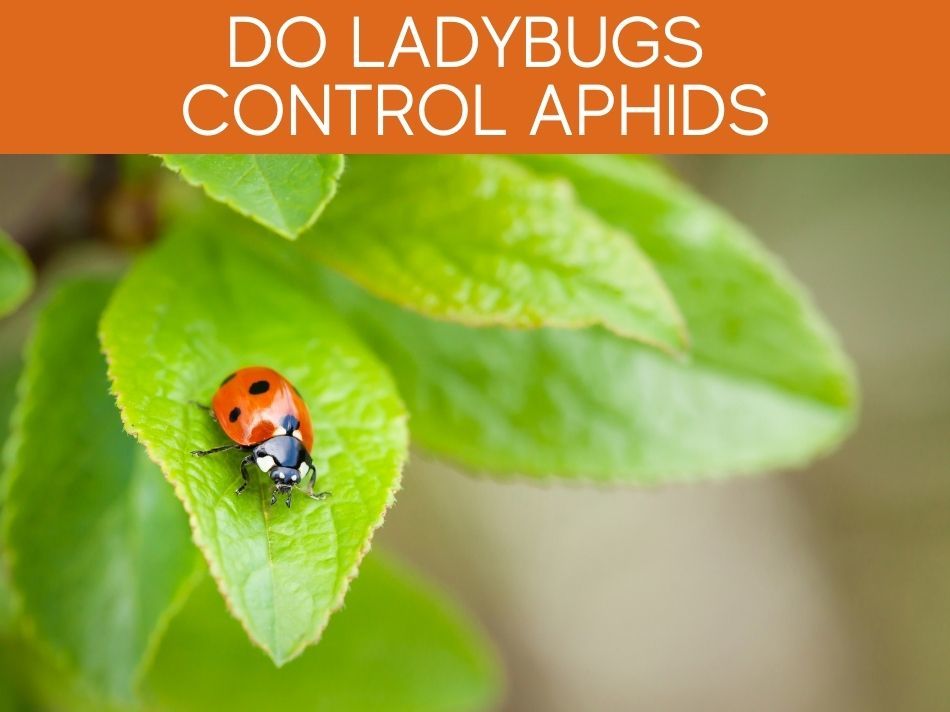 Do Ladybugs Control Aphids