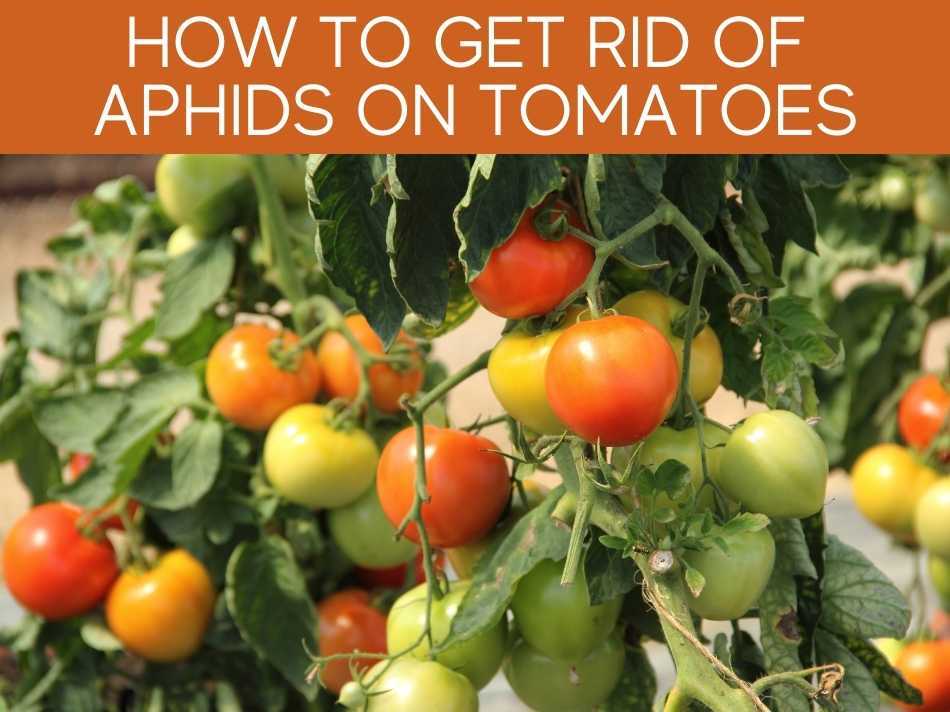 How To Get Rid Of Aphids On Tomatoes