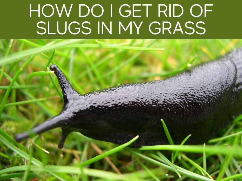 How Do I Get Rid Of Slugs In My Grass