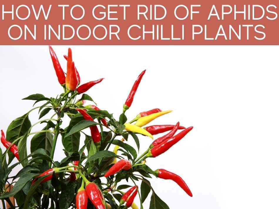 How To Get Rid Of Aphids On Indoor Chilli Plants