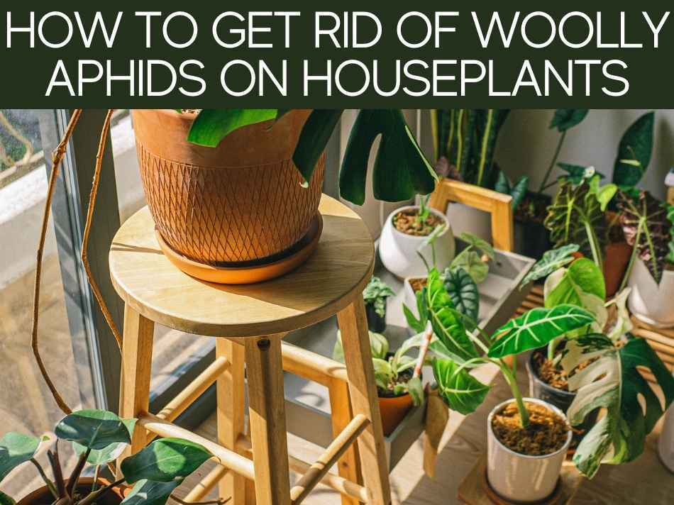 How To Get Rid Of Woolly Aphids On Houseplants