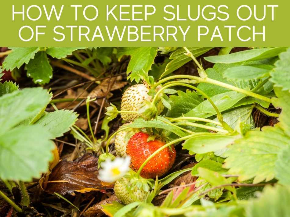 How To Keep Slugs Out Of Strawberry Patch