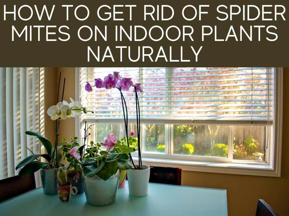 How To Get Rid Of Spider Mites On Indoor Plants Naturally