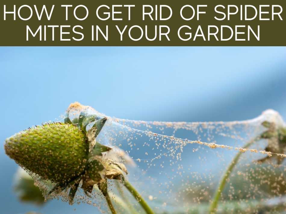 How To Get Rid Of Spider Mites In Your Garden