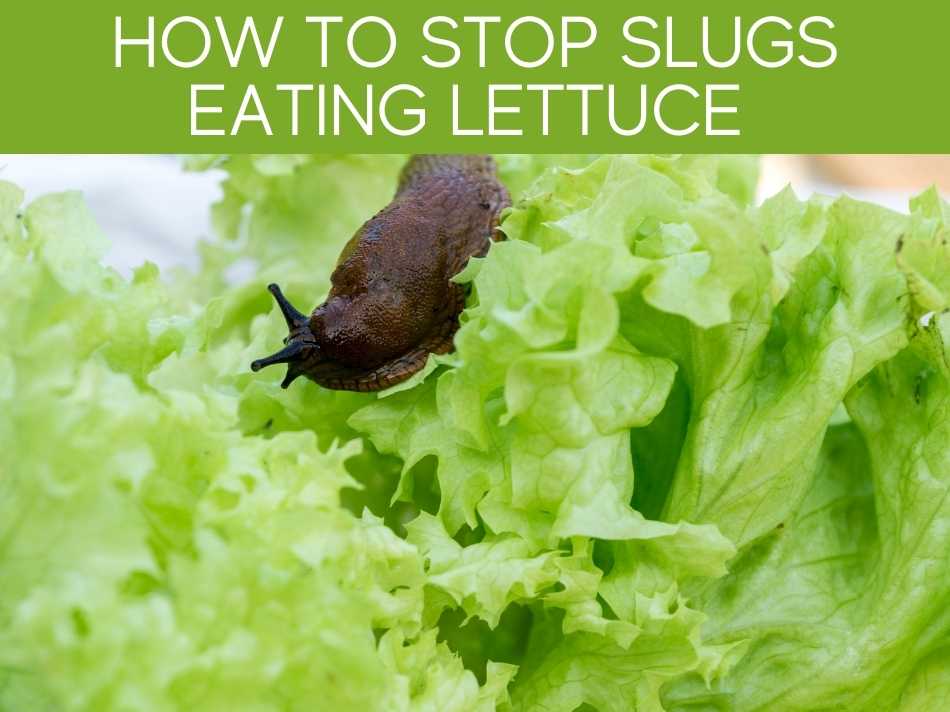 How To Stop Slugs Eating Lettuce
