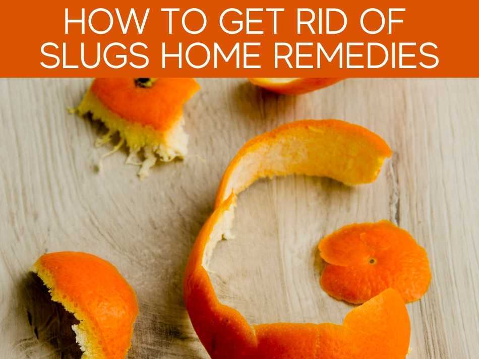 How To Get Rid Of Slugs Home Remedies