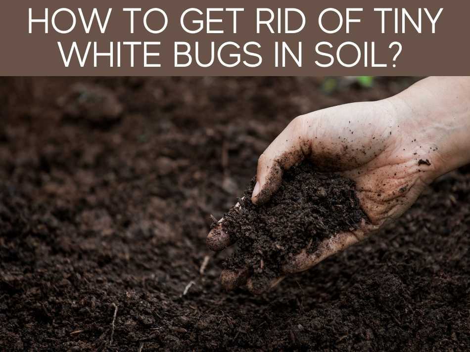 How To Get Rid Of Tiny White Bugs In Soil?