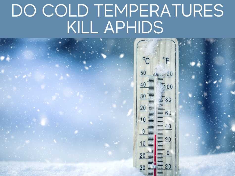 Do Cold Temperatures Kill Aphids