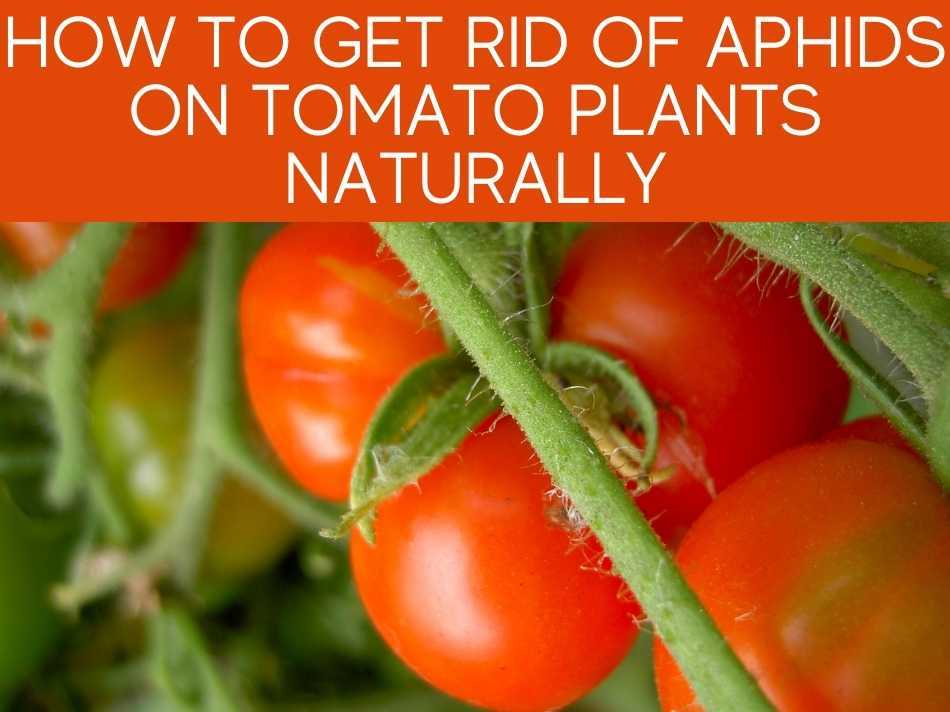 How To Get Rid Of Aphids On Tomato Plants Naturally