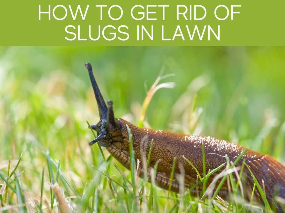 How Do I Get Rid Of Slugs In Lawn