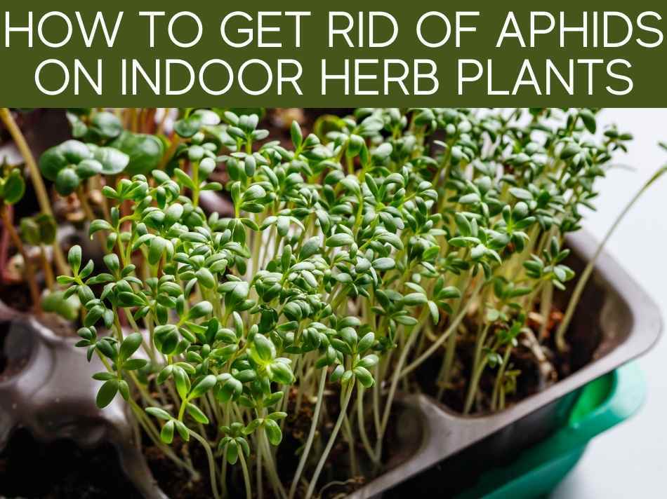 How To Get Rid Of Aphids On Indoor Herb Plants