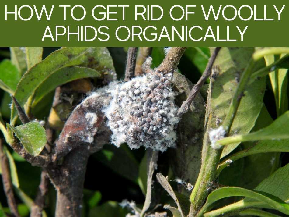 How To Get Rid Of Woolly Aphids Organically