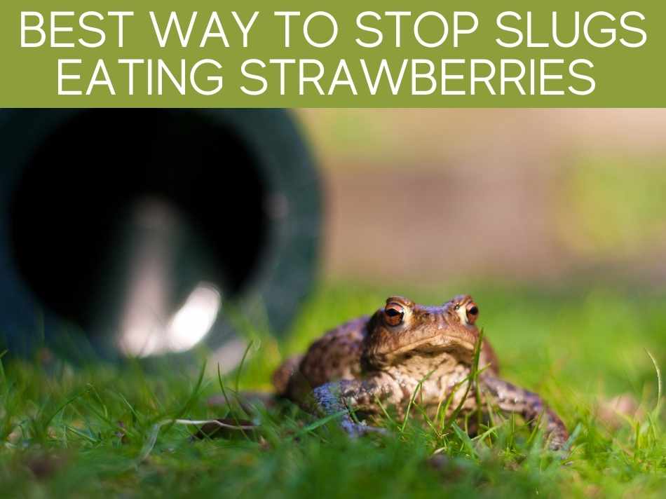 Best Way To Stop Slugs Eating Strawberries