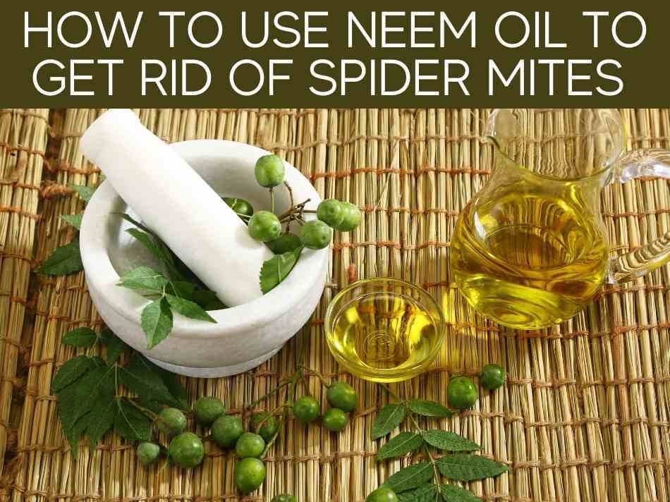 How To Use Neem Oil To Get Rid Of Spider Mites