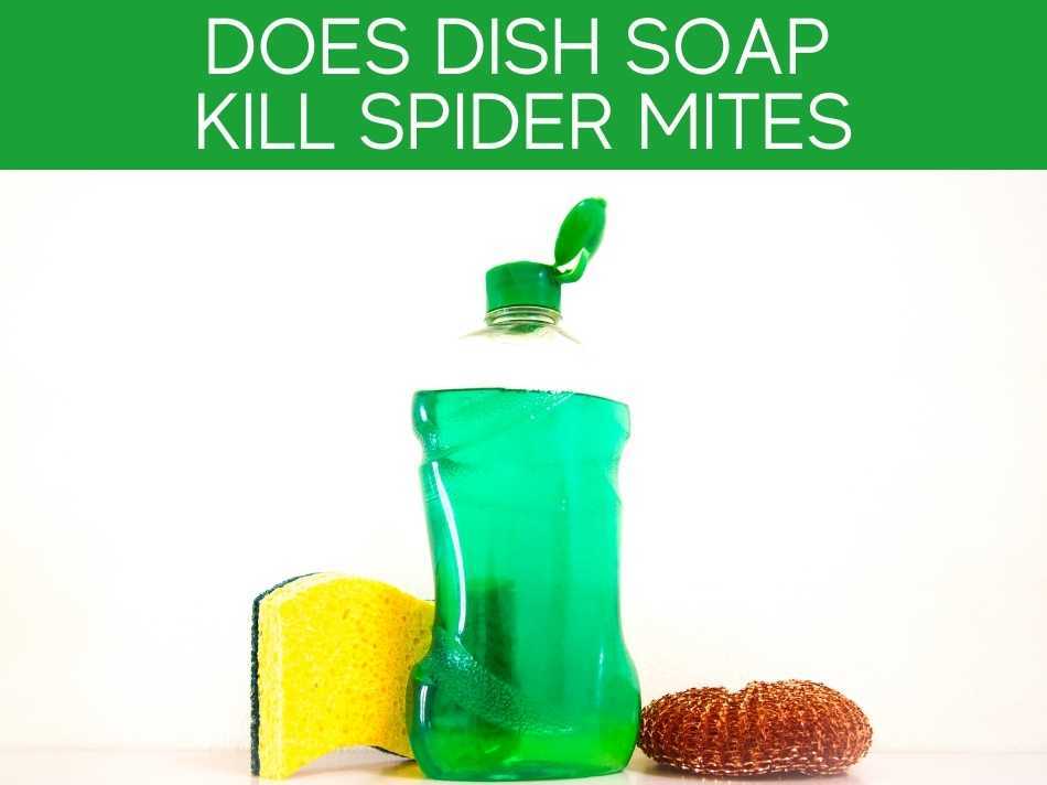 Does Dish Soap Kill Spider Mites