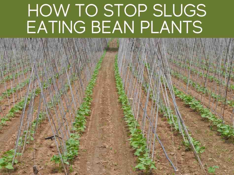 How To Stop Slugs Eating Bean Plants
