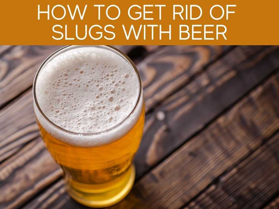How To Get Rid Of Slugs With Beer