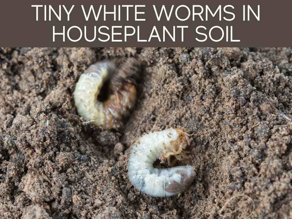 Tiny White Worms In Houseplant Soil