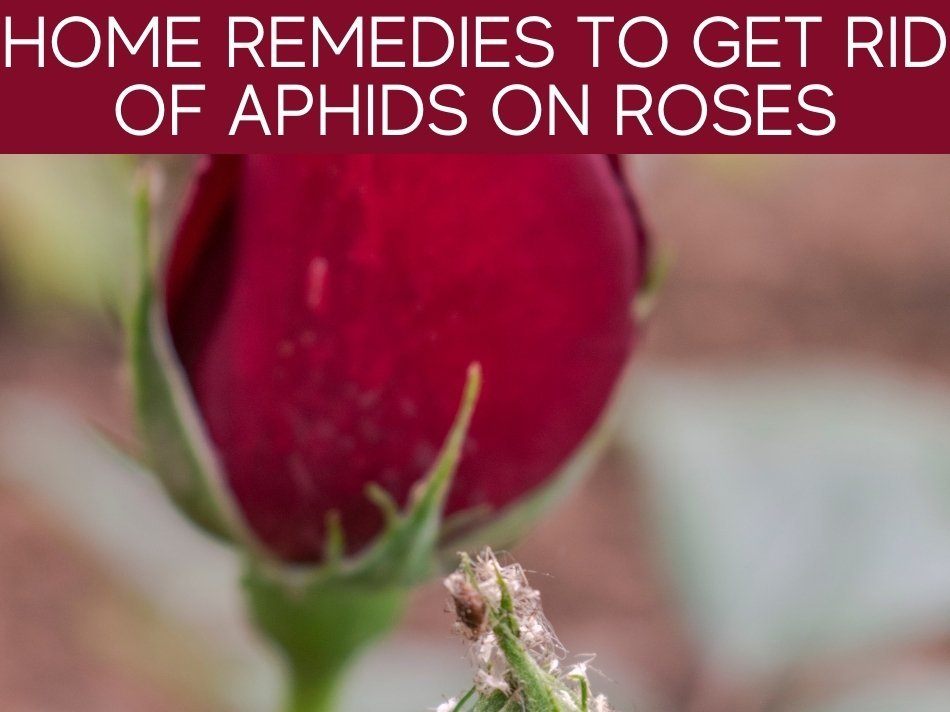 Home Remedies To Get Rid Of Aphids On Roses