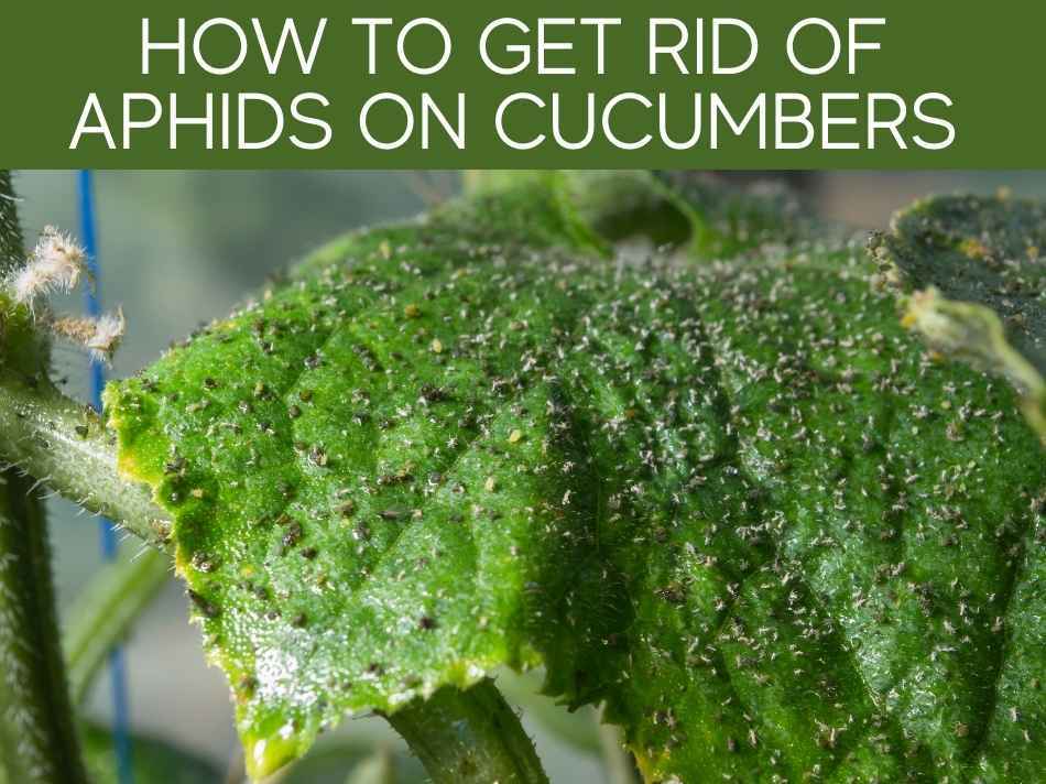 How To Get Rid Of Aphids On Cucumbers