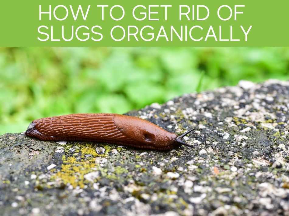 How To Get Rid Of Slugs Organically