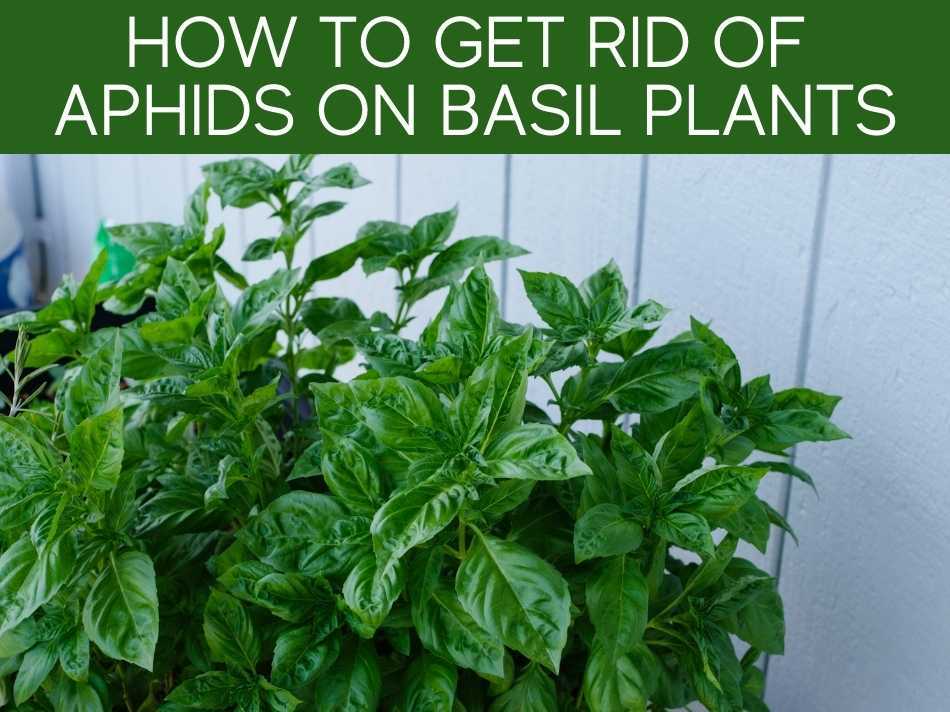 How To Get Rid Of Aphids On Basil Plants