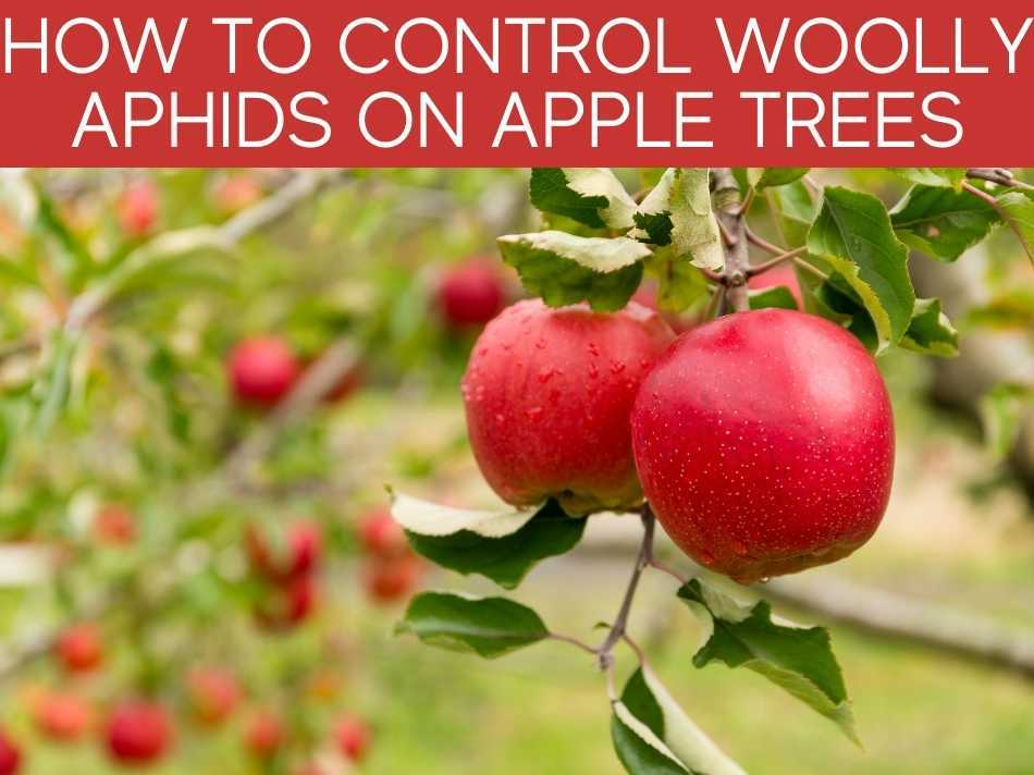 How To Control Woolly Aphids On Apple Trees