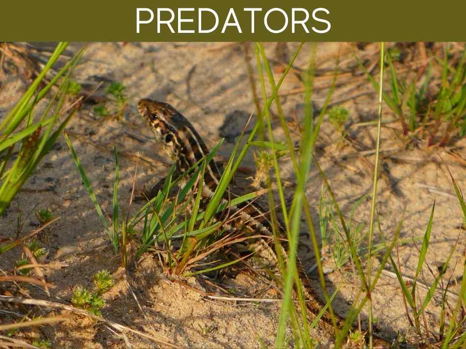 Predators