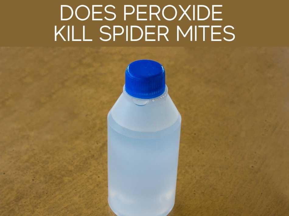 Does Peroxide Kill Spider Mites