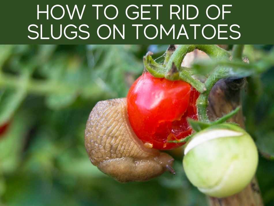 How To Get Rid Of Slugs On Tomatoes