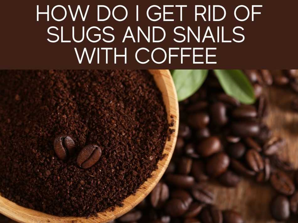 How Do I Get Rid Of Slugs And Snails With Coffee