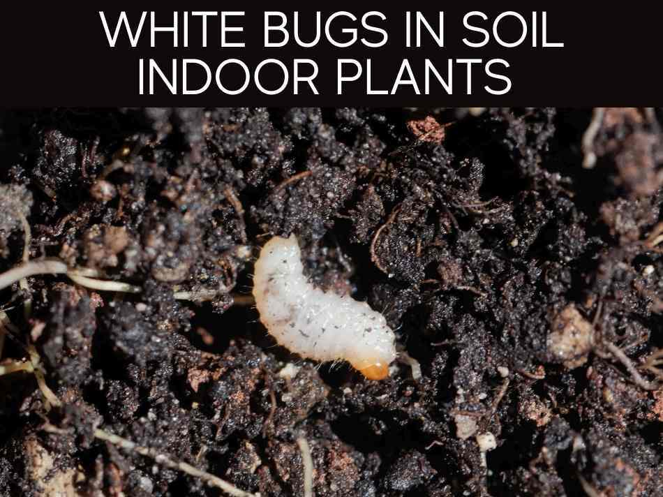 White Bugs In Soil Indoor Plants