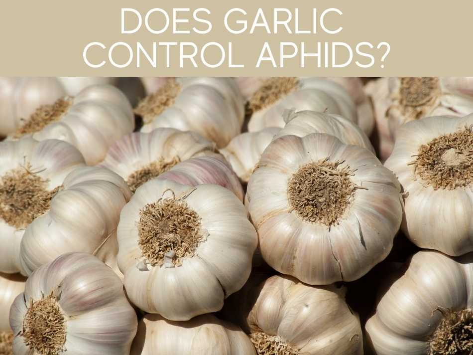 Does Garlic Control Aphids?