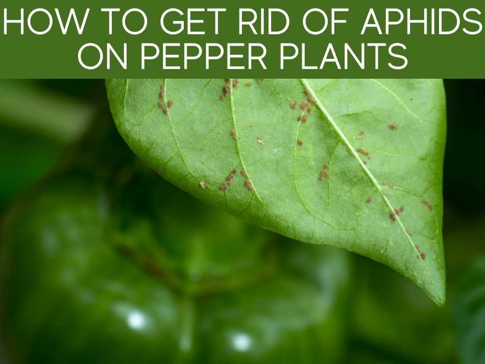 How To Get Rid Of Aphids On Pepper Plants