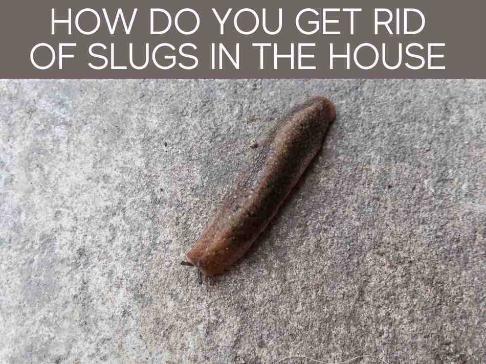 How Do You Get Rid Of Slugs In The House