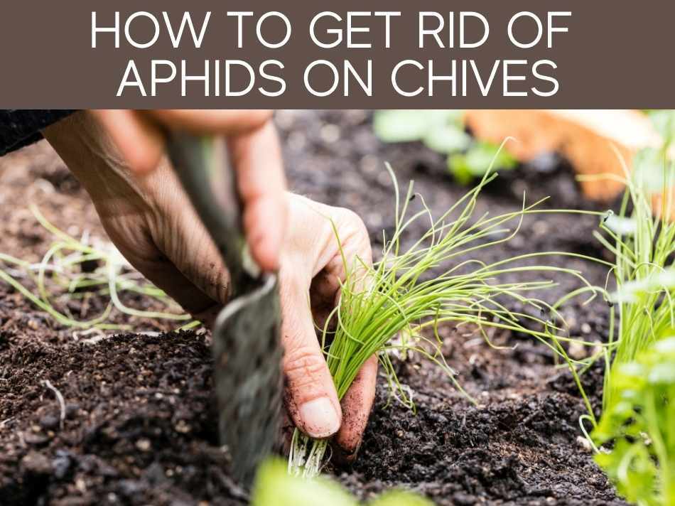 How To Get Rid Of Aphids On Chives