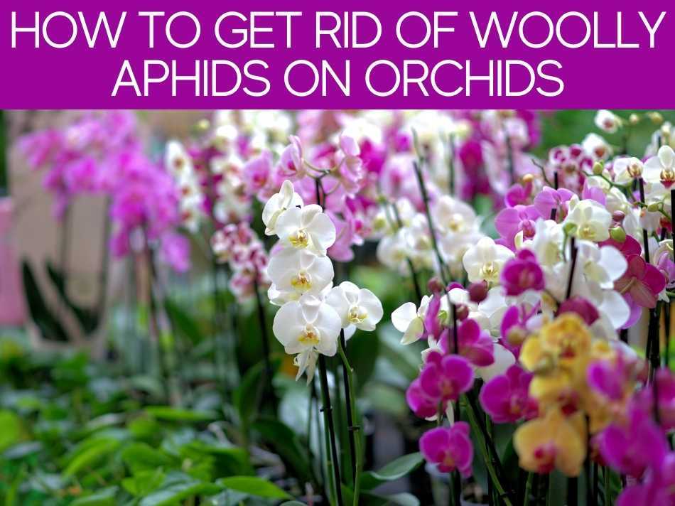 How To Get Rid Of Woolly Aphids On Orchids