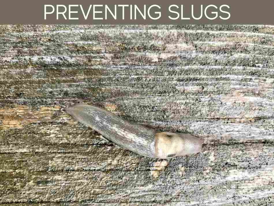 Preventing Slugs