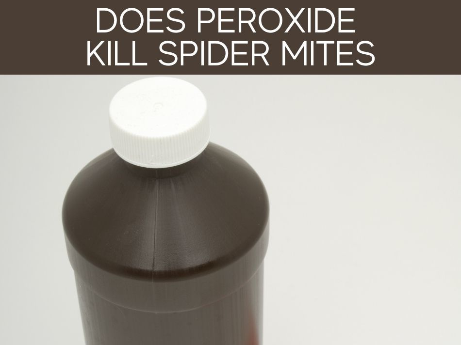Does Peroxide Kill Spider Mites