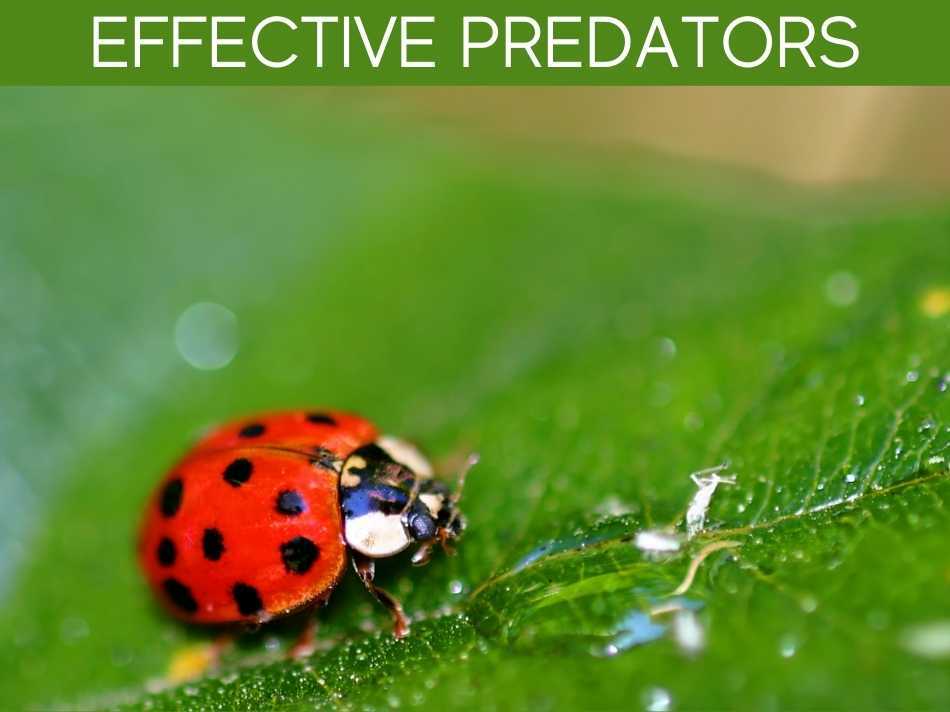 Effective Predators